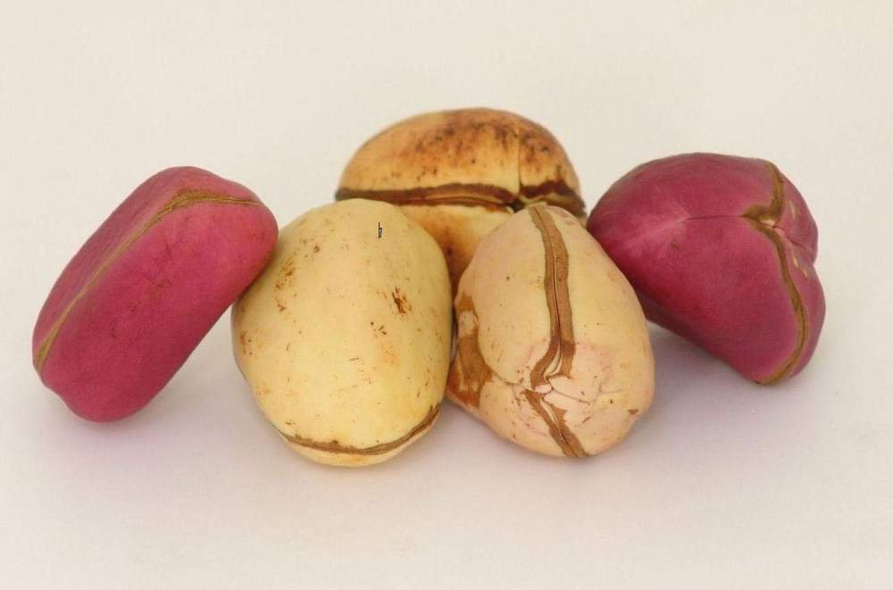 KOLANUT