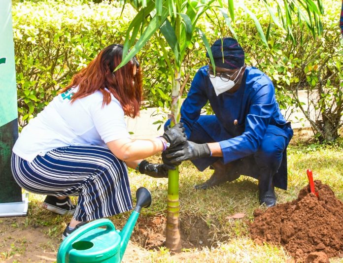 tree planting