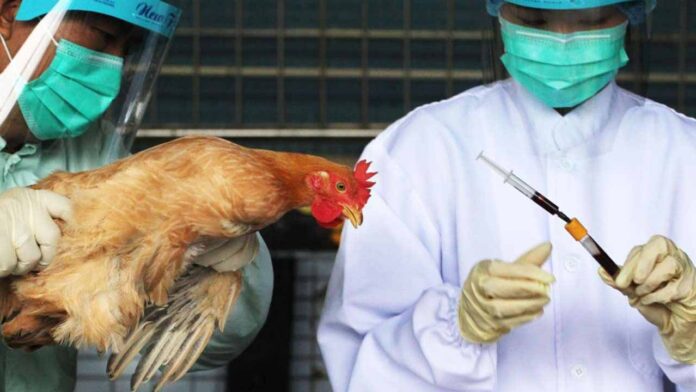 AVIAN INFLUENZA