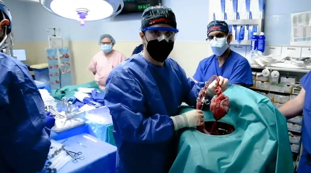 PIG KIDNEY