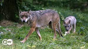 WOLVES