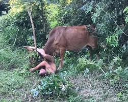 COW