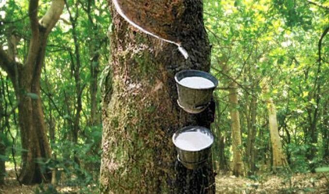 RUBBER TREE