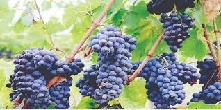 GRAPE FARMING