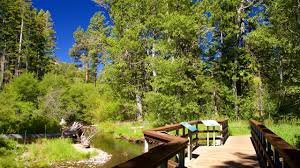 FOREST RESERVE