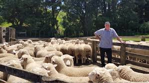NEW ZEALAND SHEEP