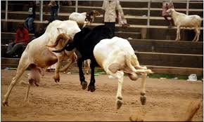 RAM FIGHTING