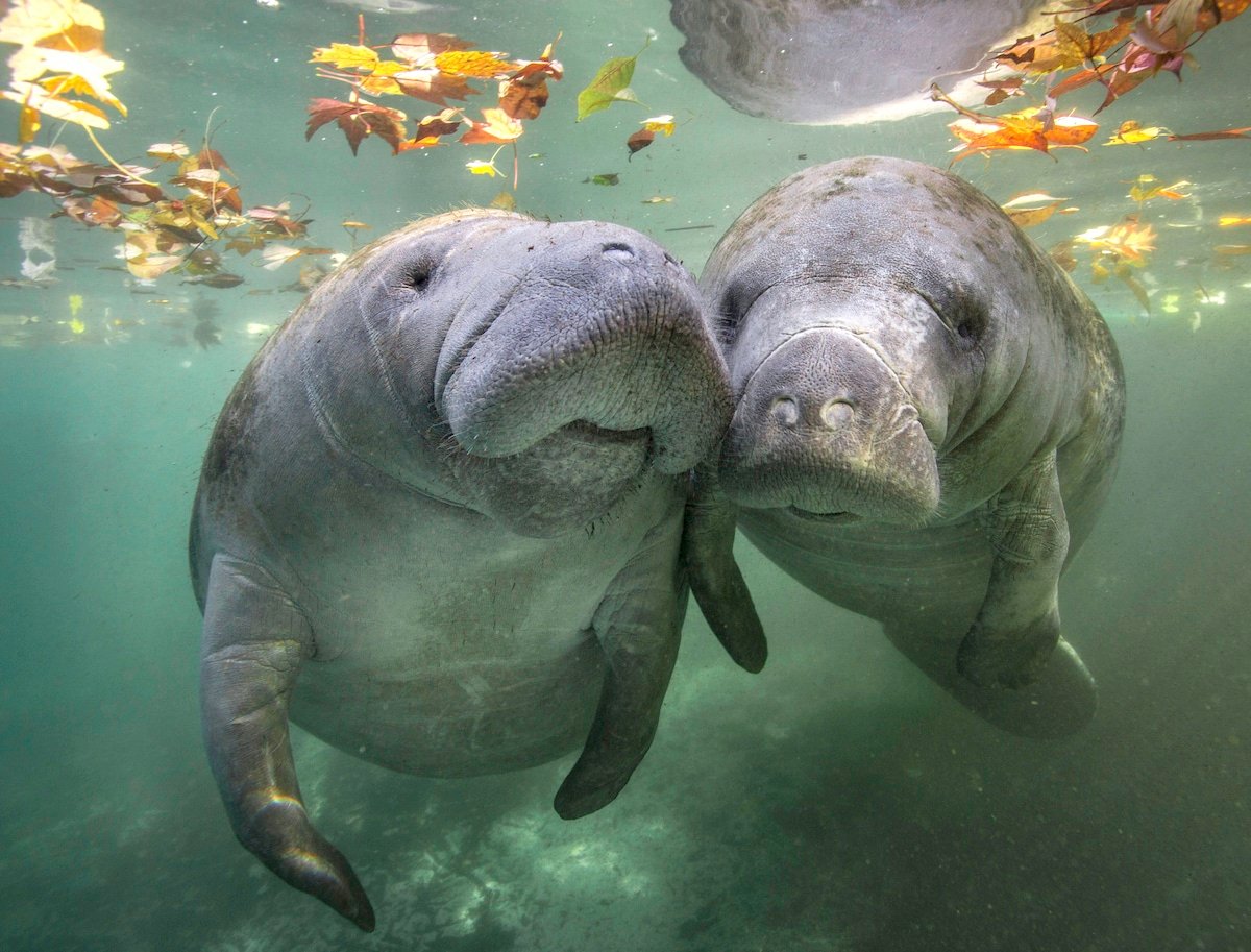 MANATEES
