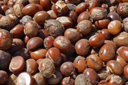 SHEA NUT