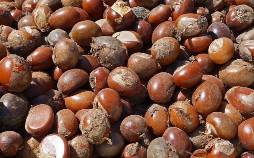 SHEA NUT