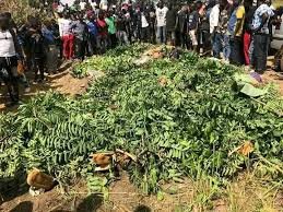 JOS KILLINGS