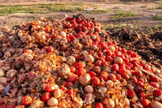 WASTED FOOD
