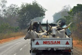 TRUCK WITH ANIMAL