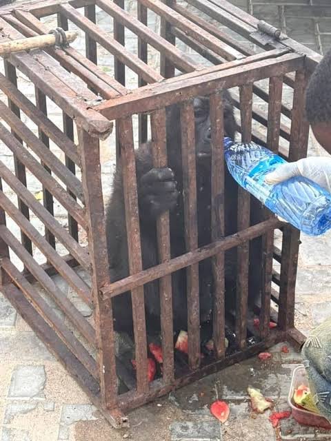 BABY GORILLA