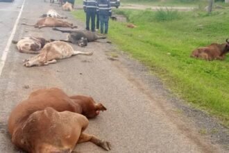 COW ACCIDENT