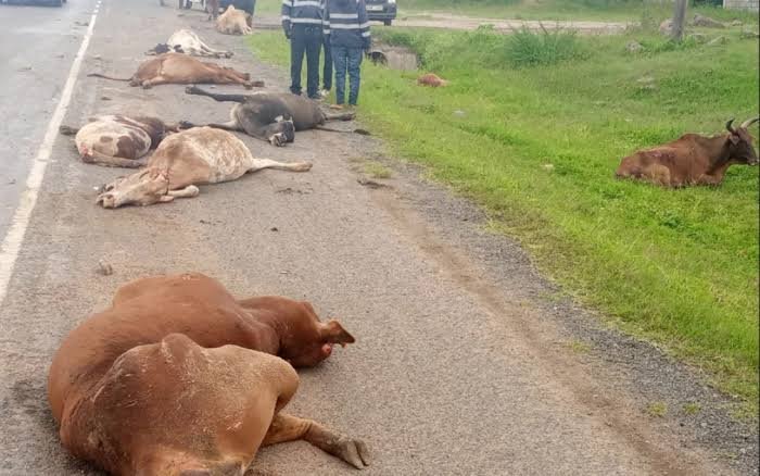 COW ACCIDENT