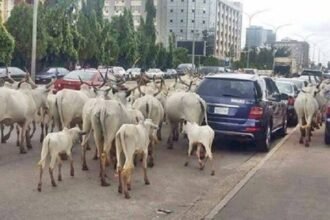 COWS ON THE ROAD