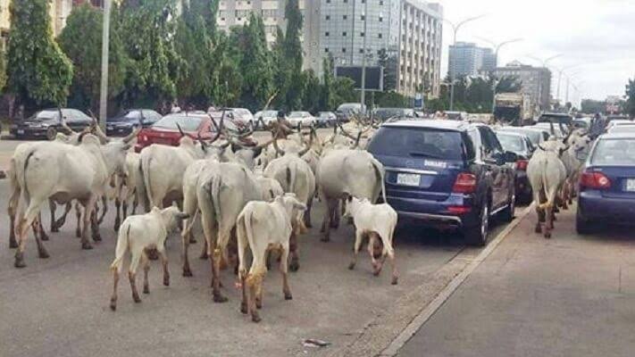COWS ON THE ROAD