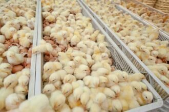 HATCHERY
