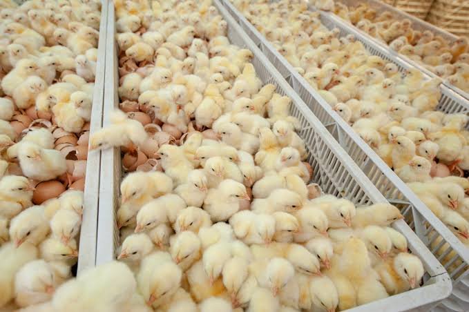 HATCHERY